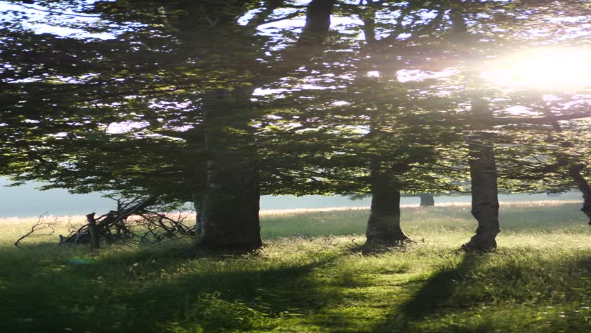 The bright sun shining behind lush green trees in the forest