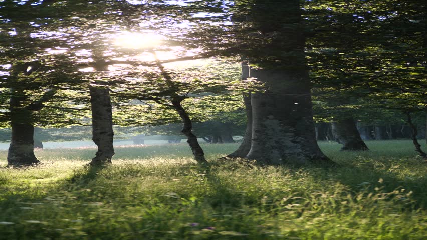 The bright sun shining behind lush green trees in the forest