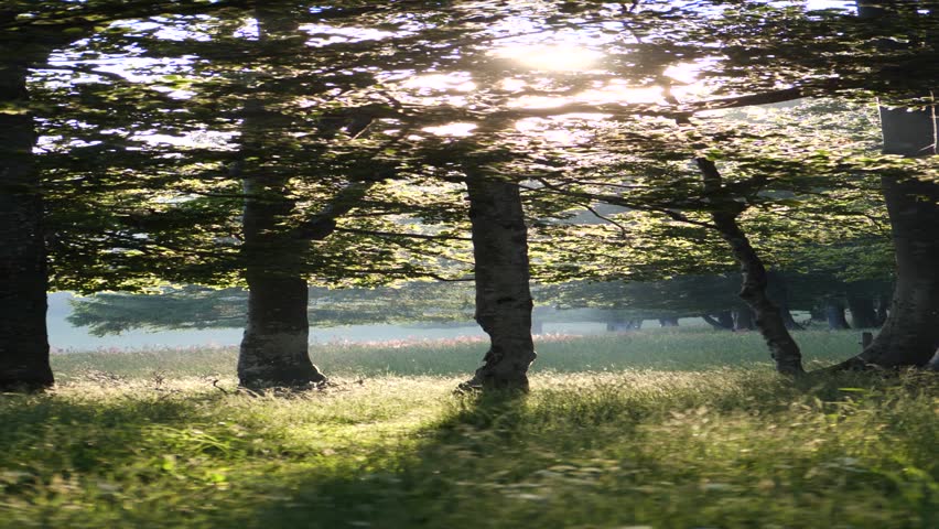The bright sun shining behind lush green trees in the forest