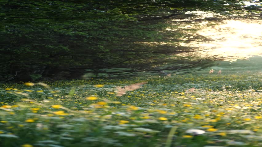 The bright sun shining behind lush green trees and colorful flowers in the meadow