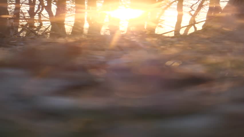 A vertical view inside a forest during the sunset