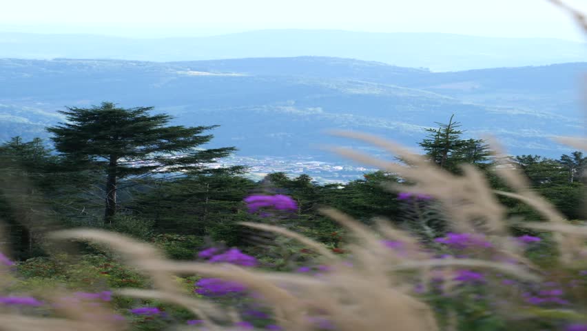 A vertical view of meadow flowers with a background of mountains