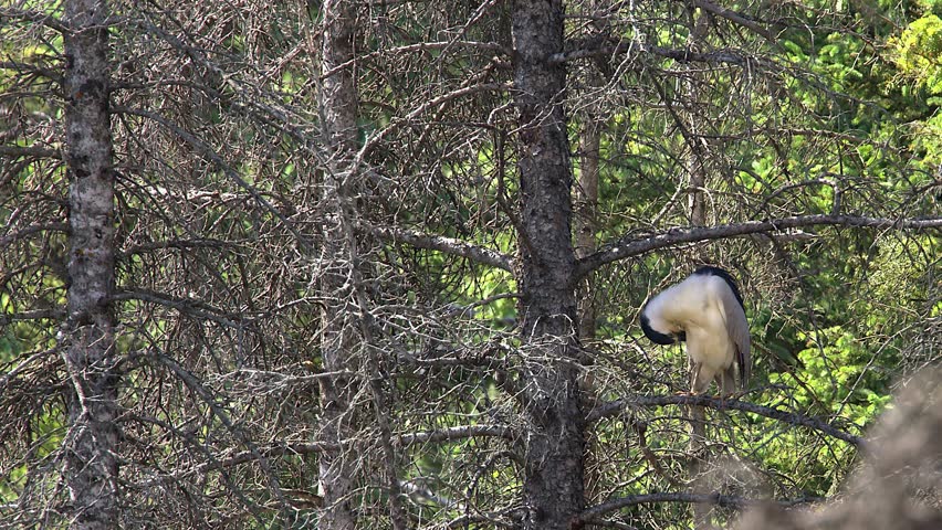 Heavy Night Heron bird perches in spruce tree grooming feathers