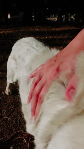 close up view of the owner of a white dog pulling his hair out with his hands and the hair flying through the air in a dirt car park in the late afternoon in the sunset time