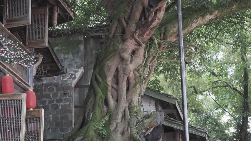 A footage of a tree with thick wooden branches covered in moss in daylight