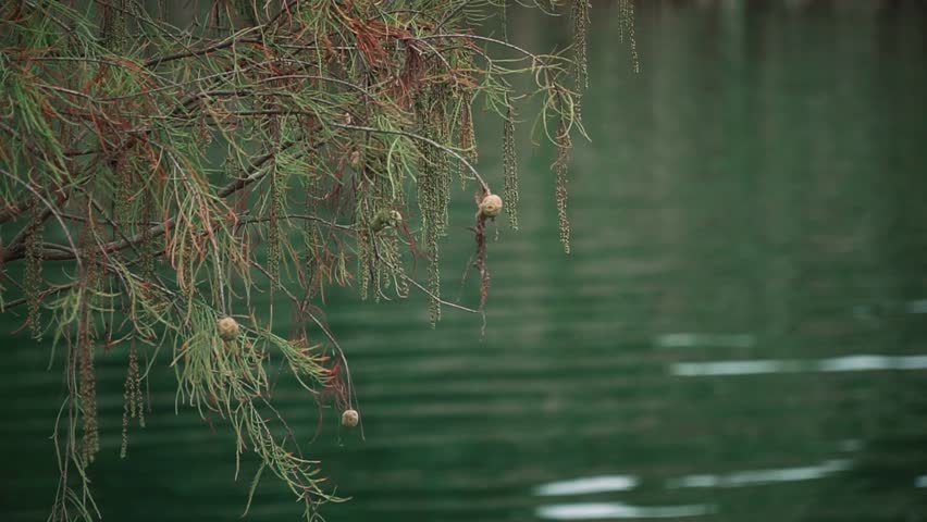 The green branches of a tree on the background of the flowing water of the lake
