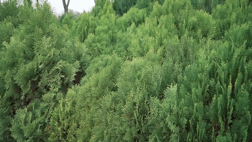 An closeup of oriental Arbor-vitae cultivated trees growing in the garden