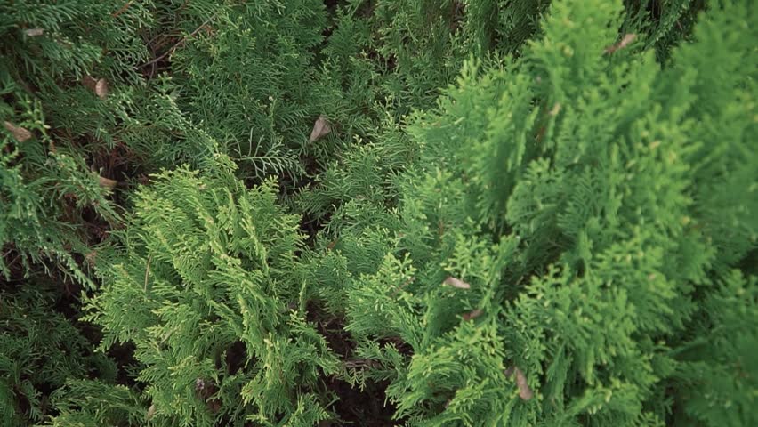 An overhead shot of Arbor-vitae cultivated trees growing in the garden
