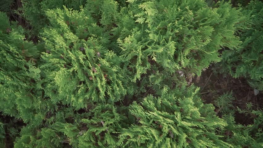 An overhead shot of Arbor-vitae cultivated trees growing in the garden