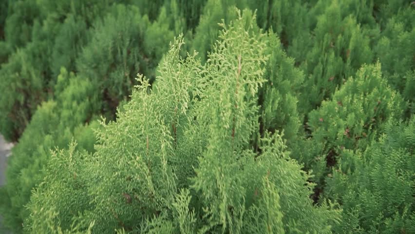 A sidewalk lined by oriental Arbor-vitae cultivated trees