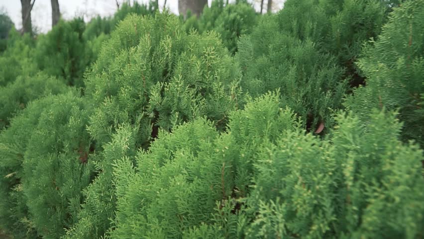 A closeup of Arbor-vitae cultivated trees growing in the garden