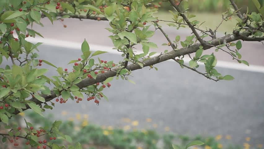 A closeup of malus baccata tree branches with immature small apples growing on it