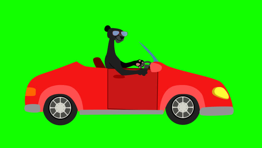 Animal vector art cartoon animation panther driving a car