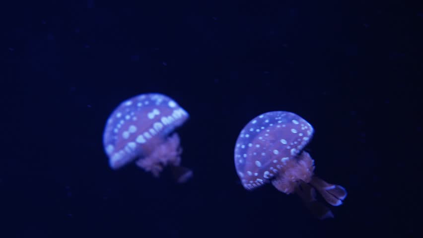 beautiful Wild Spotted Lagoon Jellyfish in the depths of the ocean