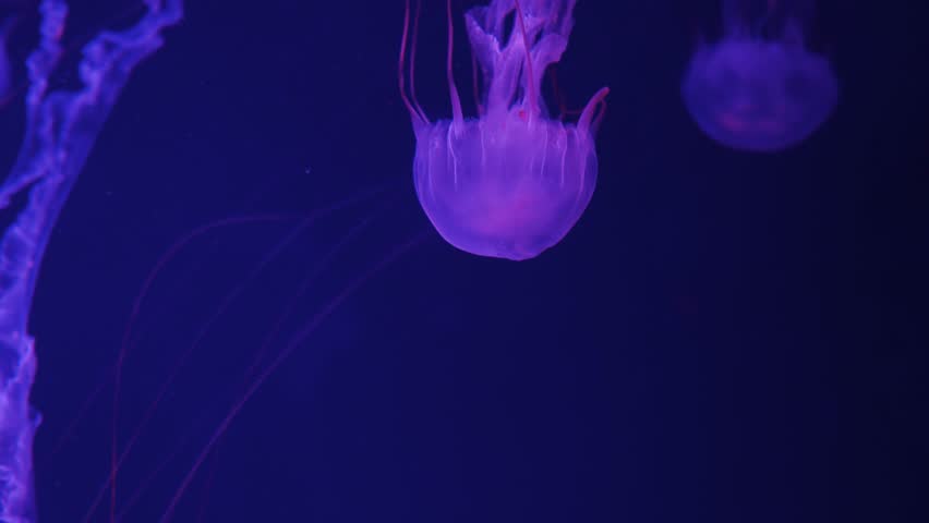 beautiful Wild Spotted Lagoon Jellyfish in the depths of the ocean