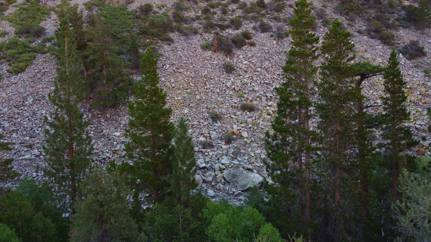 An aerial view of green pine trees on the rocky mountain slope