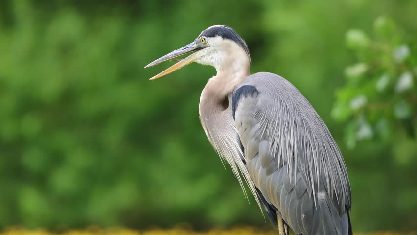 great blue heron sitting on rock in park (moving beak grooming feathers) vocalizing, gular fluttering or panting during hot summer day (beautiful lake with flowers, trees background) close up wildlife