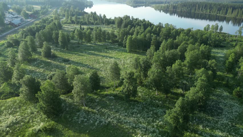 An aerial view of Swedish green woods in Aare
