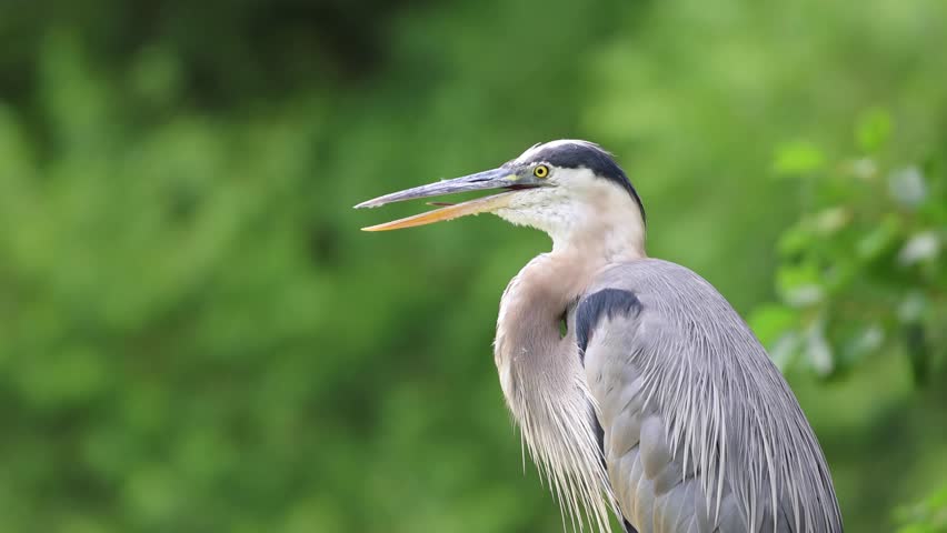 great blue heron sitting on rock in park (moving beak grooming feathers) vocalizing, gular fluttering or panting during hot summer day (beautiful lake with flowers, trees background) close up wildlife