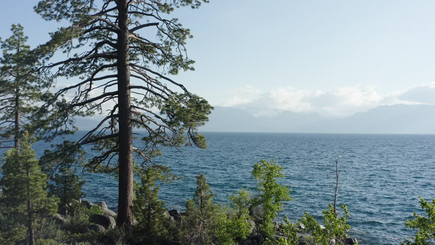 Drone flies next to a pine tree revealing the Tahoe lake with negative space for copy