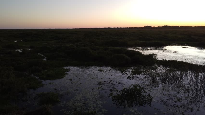 The Drone flying over swamp before sunrise.
