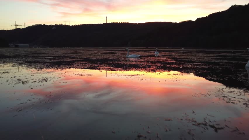 A breathtaking view of swans on a body of water relfecting the evening sky