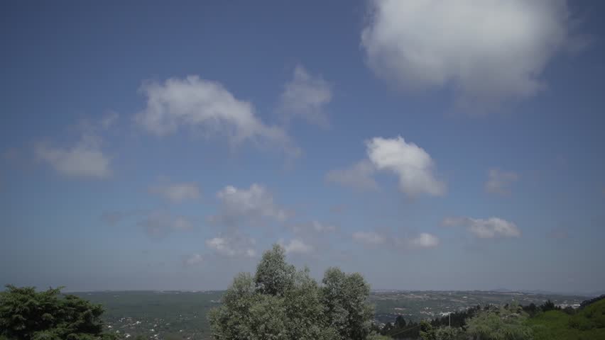 The green trees in the forest on the background of the blue sky