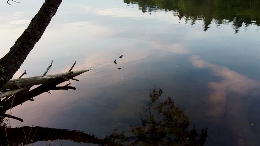 A drone footage over a tranquil river in a dense green woods at sunset