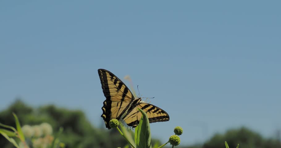 An Eastern tiger swallowtail butterfly trying to feed on the nectar of a white spherical flower blossom on a sunny day with blur background