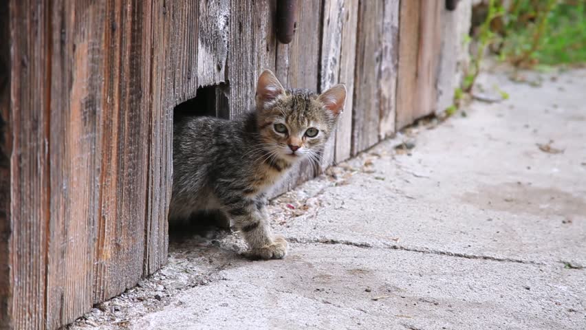 kitten is careful outside. kitten hiding in a fence peers ou. 