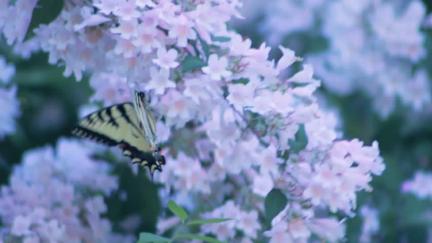 An Eastern tiger swallowtail butterfly walking on pink blossoms trying to suck nectar in daytime with blur background