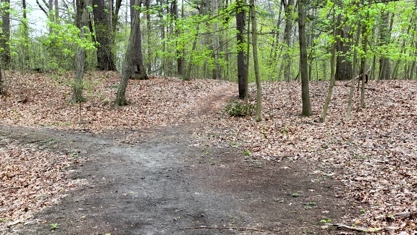 An aerial of a small trail in the dense green forest