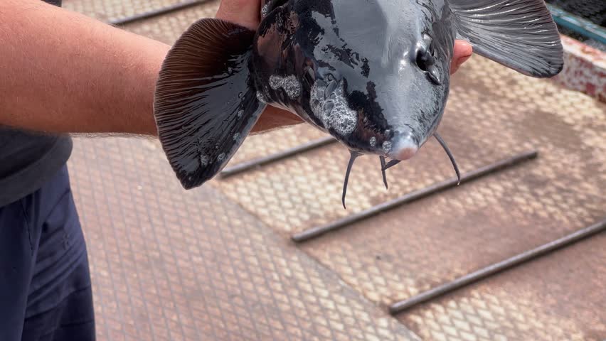 Caught live Siberian sturgeon in the hands on a sturgeon farm, view close-up
