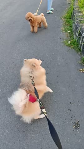Dogs encounter. A fluffy beige pomeranian dog meets cute litlle brown and white poodles when walking on leash outdoor. The dogs barking excitedly each other and standing up for a while. sstkVertical