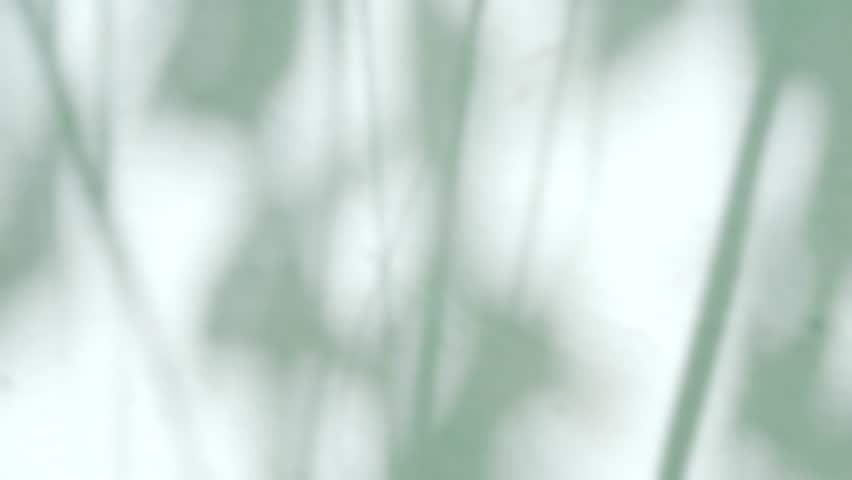 Shadow background wall light white green overlay abstract plant 4k backdrop mockup minimal summer wallpaper, blur nature spring autumn orange video vintage light branching floral,card holidays.