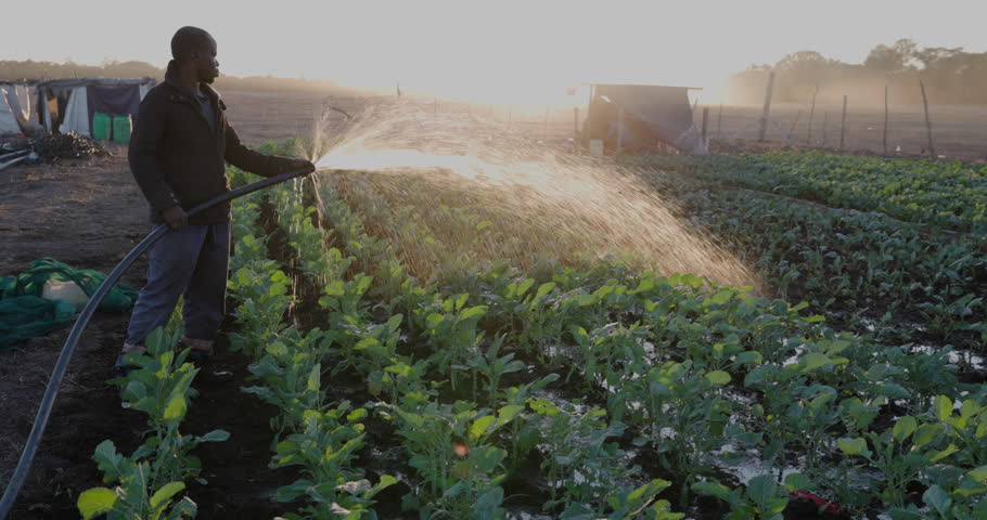 Close-up. Black African subsistence farmer watering vegetables at sunrise in a dry riverbed. Africa, Farming, Poverty
