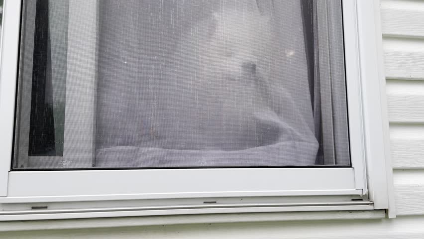 A dog alone behind a transparent curtain in the house.
