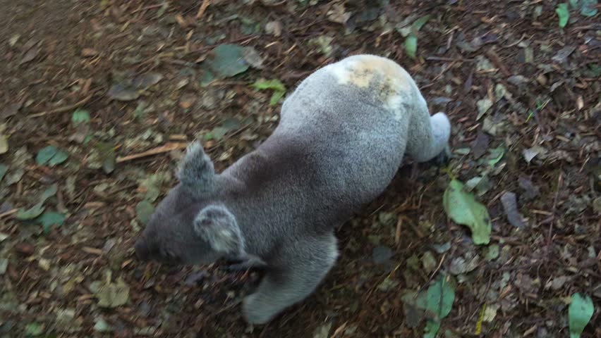 Cute koala (phascolarctos cinereus) walking on the ground, and swiftly climbing up the tree, close up shot.