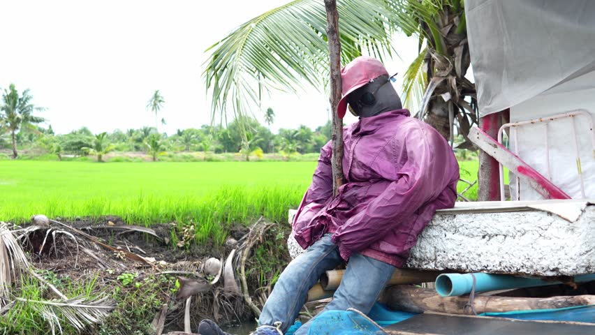 A scarecrow wearing sunglasses sits lonely guarding a frog cage farming at the edge of an irrigation canal countryside of thailand with a line of coconut trees and rice fields as the background.