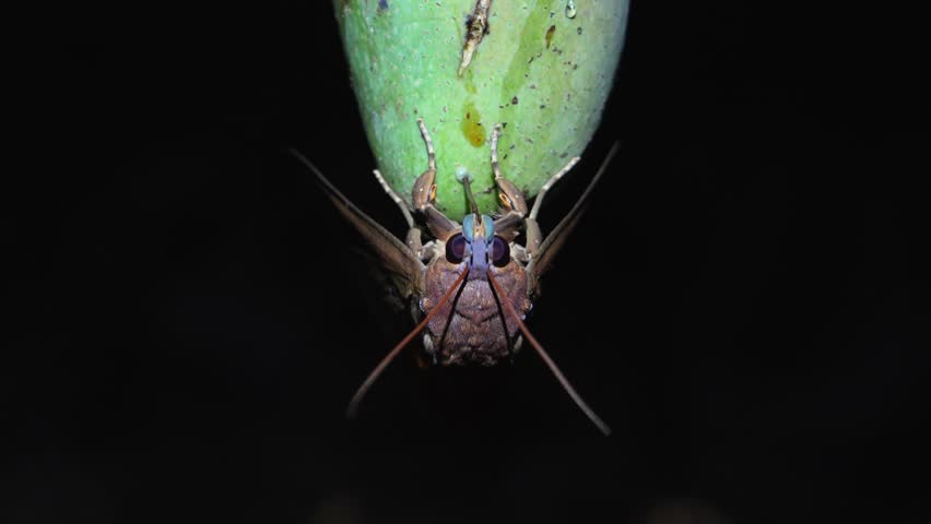 Fruit sucking moth eating a ripe mango using the mouth or proboscis to pierce through the peel of ripe fruit to suck and eat nectar at night.