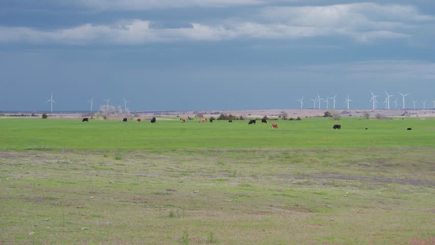 Landscape Of Livestock On A Field With Wind Turbines At Distance Over Cloudy Sky In Oklahoma, United States. static, wide shot