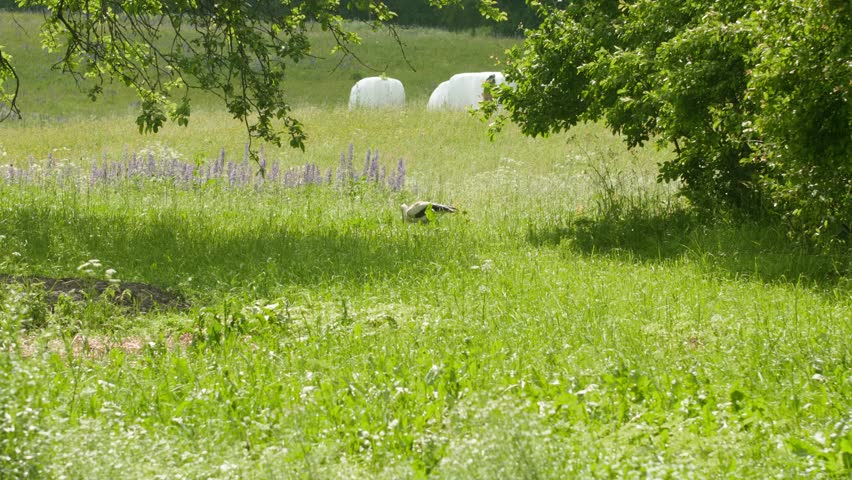 A white stork walks across a lush meadow with hay bales in the distance.