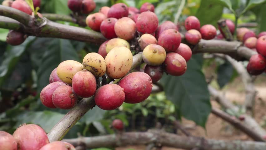 coffee berries ready to be harvested, Malang, August 9,2024