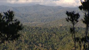 Forest canopy - Powered by Shutterstock - Get 15% off with code: PIKWIZARD15