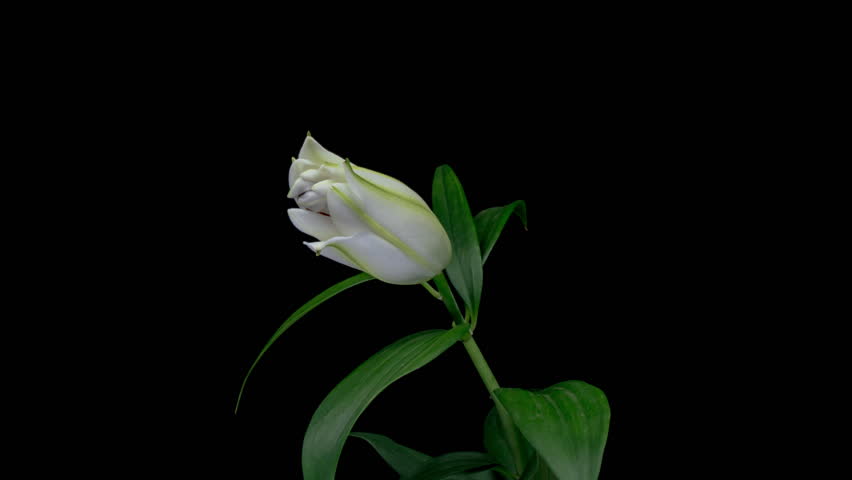 4K Time Lapse of blooming white lily flower, isolated on black background. Time lapse of beautiful Lily flower bud opening, close up.