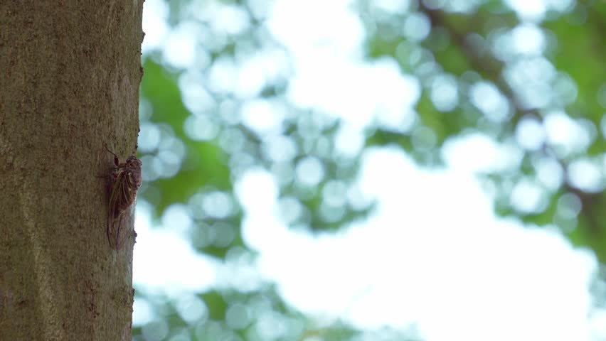 Summer landscape, black cicada flies away from a tree