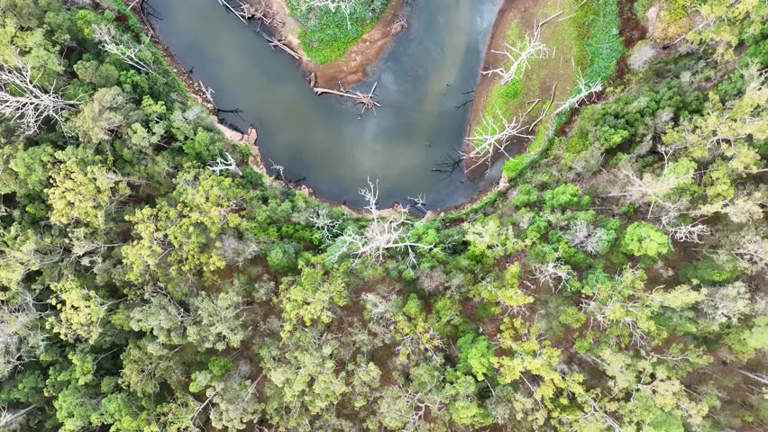 A top view of a river and a road surrounded by dense green forest