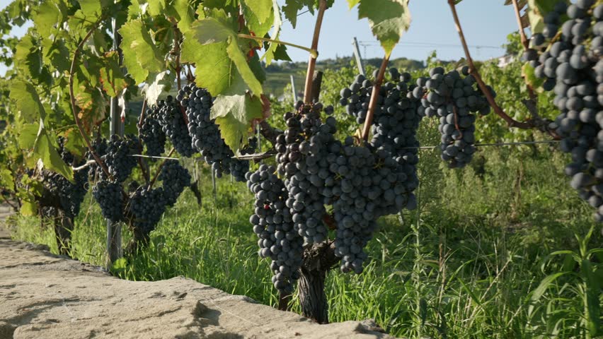 A footage showing a row of black Grape bunches hanging in a vineyard