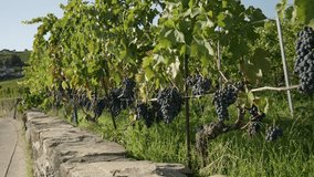 A footage showing a row of black Grape bunches hanging in a vineyard - Powered by Shutterstock - Get 15% off with code: PIKWIZARD15