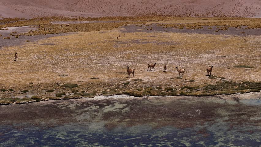 Aerial view of wild llamas near Laguna Santa Rosa in Atacama Desert with Ojos del Salado volcano in background. Showcasing South America's unique wildlife picturesque setting of Latin America